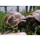 Griechische Landschildkröte - weiblich