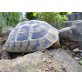 Griechische Landschildkröte - weiblich