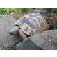 Griechische Landschildkröte - weiblich