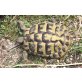 Griechische Landschildkröte - weiblich