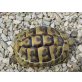 Griechische Landschildkröte - weiblich