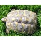 Griechische Landschildkröte - weiblich