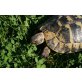 Griechische Landschildkröte - weiblich
