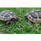 Griechische Landschildkröte - weiblich