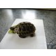 Griechische Landschildkröte - weiblich