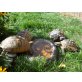 Griechische Landschildkröte - weiblich