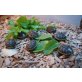 Griechische Landschildkröte - weiblich