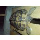 Griechische Landschildkröte - weiblich