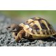 Griechische Landschildkröte - weiblich