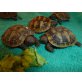 Griechische Landschildkröte - weiblich