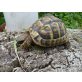 Griechische Landschildkröte - weiblich