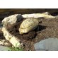 Griechische Landschildkröte - weiblich
