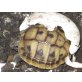 Griechische Landschildkröte - weiblich