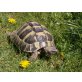 Griechische Landschildkröte - weiblich
