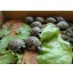 Griechische Landschildkröte - weiblich