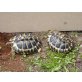 Griechische Landschildkröte - weiblich