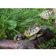Griechische Landschildkröte - weiblich