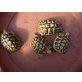 Griechische Landschildkröte - weiblich
