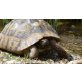 Griechische Landschildkröte - weiblich