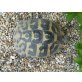 Griechische Landschildkröte - weiblich