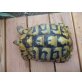 Griechische Landschildkröte - weiblich