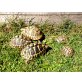 Griechische Landschildkröte - weiblich