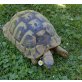 Griechische Landschildkröte - weiblich