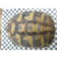 Griechische Landschildkröte - weiblich