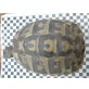 Griechische Landschildkröte - weiblich
