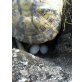 Griechische Landschildkröte - weiblich