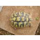 Griechische Landschildkröte - weiblich