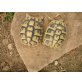 Griechische Landschildkröte - weiblich