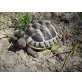 Griechische Landschildkröte - weiblich