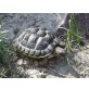 Griechische Landschildkröte - weiblich