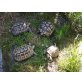 Griechische Landschildkröte - weiblich