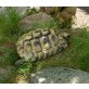 Griechische Landschildkröte - weiblich