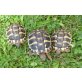 Griechische Landschildkröte - weiblich