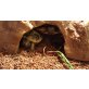 Griechische Landschildkröte - weiblich