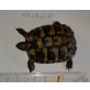 Griechische Landschildkröte - weiblich