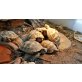 Griechische Landschildkröte - weiblich