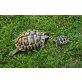 Griechische Landschildkröte - weiblich