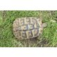 Griechische Landschildkröte - weiblich
