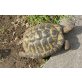 Griechische Landschildkröte - weiblich