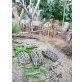 Griechische Landschildkröte - weiblich