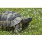 Griechische Landschildkröte - weiblich