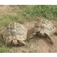 Griechische Landschildkröte - weiblich