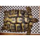 Griechische Landschildkröte - weiblich