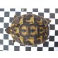Griechische Landschildkröte - weiblich