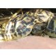 Griechische Landschildkröte - weiblich