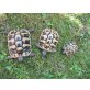 Griechische Landschildkröte - weiblich